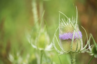 Teasel bud with purple flowers in nature
