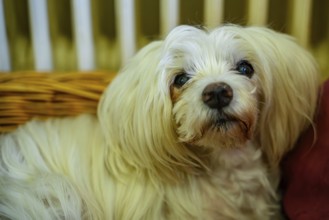 A white dog with a thick coat lies relaxed in a basket surrounded by red cushions, Maltese