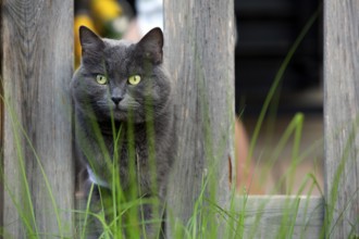 Cat on a veranda, Spain 2023