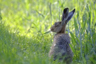 European hare, Lepus europaeus