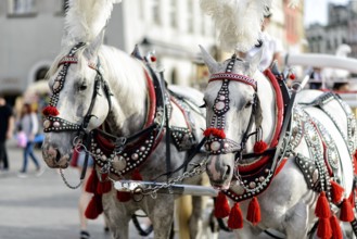 Horses with a carriage on the main square of Krakow in Poland