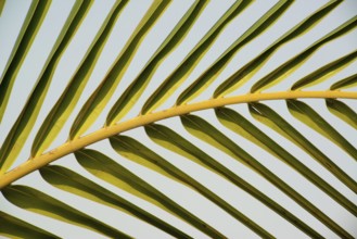 Palm tree frond at Agri, Pune, Maharashtra, India, Asia