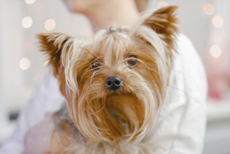 Yorkshire Terrier resting in a cozy environment