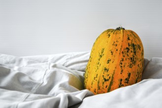 Pumpkin on white clothes background. Autumn harvest. Copy space. Autumn background