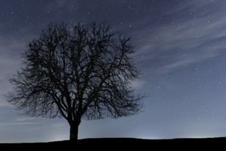 Lonely tree in night. Clouds and night sky