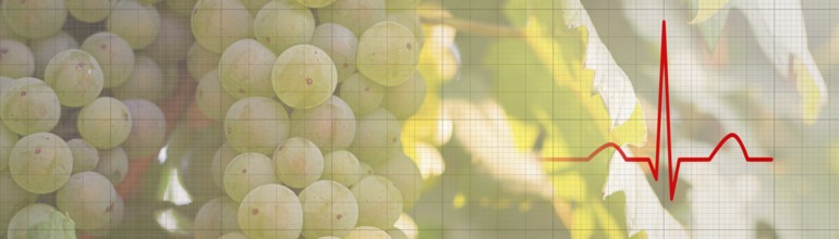 Bunch of grapes on a vine in the sunshine Health food Concept