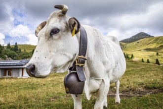 Funny cow face close-up in a prairie
