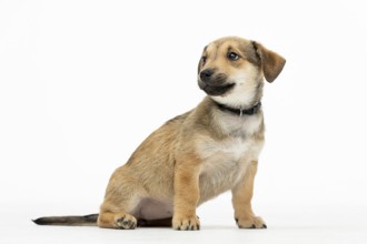 A cute and adorable puppy sitting calmly and peacefully on a soft white backdrop that showcases its