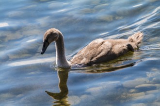 Mute swan (Cygnus olor), young bird, Allensbach, Lake Constance, Germany, Europe