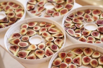 Fruit drying process on plates. Close up.