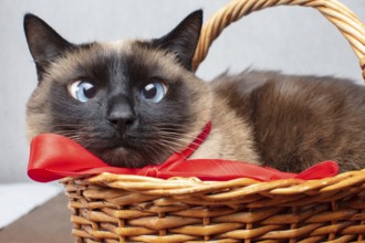Funny cat with a red bow in a wicker basket. Siamese cat cute