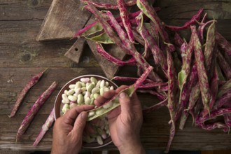 Representation of the time that the hands are busy shelling beans