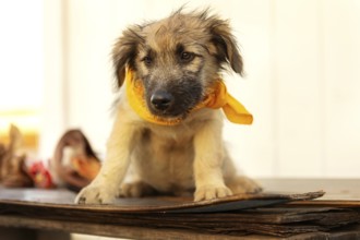 Fuzzy beige and brown puppy mutt dog in yellow scarf sitting