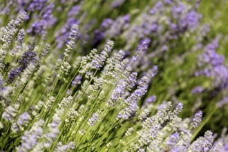 Lavender flower background with beautiful purple colors. Close-up