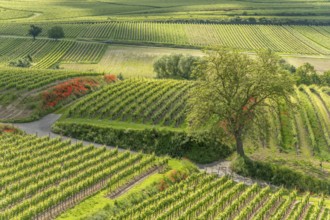 Poppies in bloom in the vineyard in spring. Kaiserstuhl, Emmendingen, Fribourg-en-Brisgau,