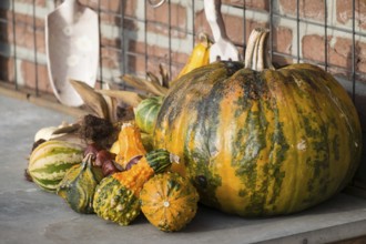 Large pumpkin and various small pumpkins on a table in front of a brick wall, borken, North