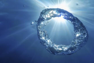 Underwater Bubble Ring Ascends towards the Sun