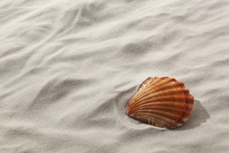A shell lies in the sand of a sandy beach. Longing for fair and relaxation. Austria