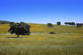 Dehesa grassland by via de la Plata way of Spain in Andalusia