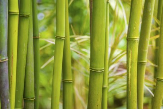 Closeup of some bamboo branches