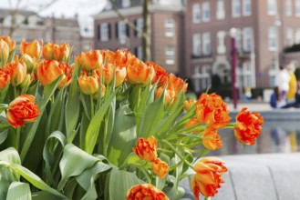 Flowerbed with vibrant red and yellow tulips and defocused Amsterdam houses