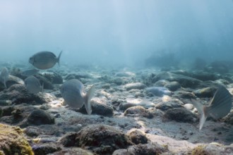 Underwater pebbles clear sea with swimming fishes