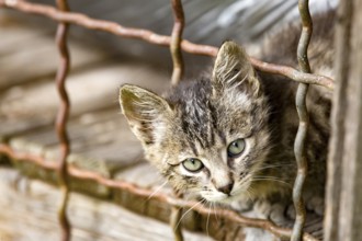 Cute kitten in a natural rural environment