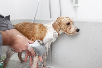 An image of bathing a cute dog