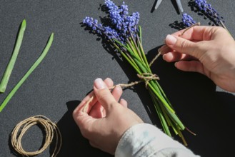 Female hands collect bouquet of blue muscari as a gift. Pruning flowers. Local small business
