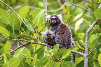 Common marmoset with cub sitting on a branch, facing camera, natural green background, Paraty,