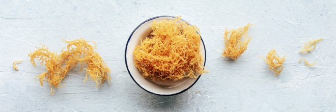 Irish sea moss panorama. Chondrus Crispus, healthy organic raw seaweed, overhead flat lay panoramic