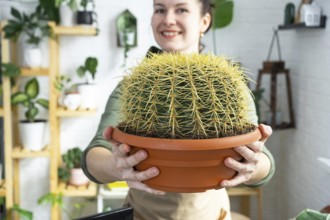 Large echinocactus Gruzoni in the hands of a woman in the interior of a green house with shelving