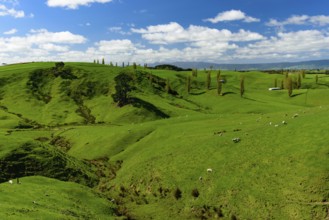 Green hills with sheep and blue sky in New Zealand