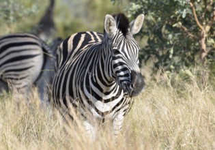 A Burchells Zebra (Equus quagga burchelli) in the Kruger Park, South Africa, Africa
