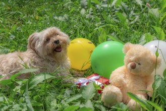 Birthday card idea with a cute Bichon Havanese dog laying on grass among colorful balloons, a red