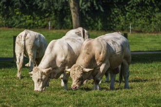 Group of cows grazing on a green meadow in a natural environment, Weseke, Münsterland, Germany,