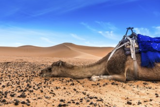 Merzouga in the Sahara Desert in Morocco