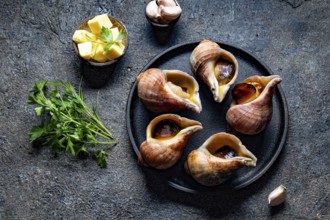 Food, Food, Raw ingredients giant ESCARGOT from Pacific ocean. Chilean big snails, butter, garlic