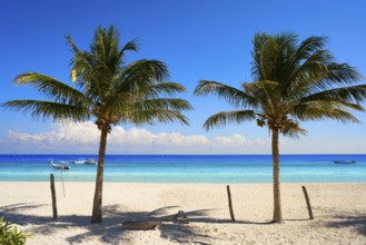 Puerto Morelos beach palm tree in Mayan Riviera Maya of Mexico