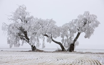 Winter Frost Saskatchewan Canada ice storm danger