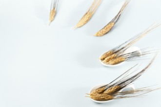 Ears of wheat in a white ceramic spoon on a white background with text space