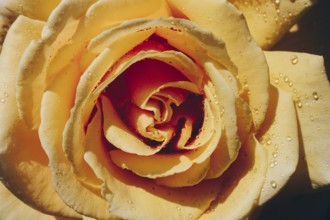 Colorful fresh rose in the close up view