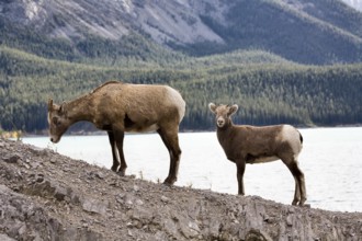 Rocky Mountain Sheep Alberta Canada young kid