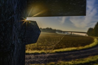 The sun behind a spider's web covered in morning dew