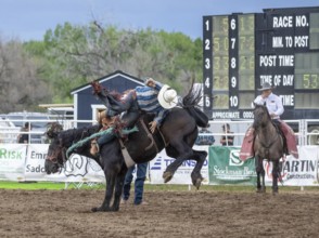 Rodeo ride at the Bucking Horse Sale, Rodeo, Miles City, Montana, USA, North America