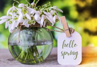 Greeting card text HELLO SPRING lettering with snowdrop flowers. Early spring flowers. Springtime.