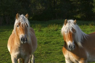 Haflinger