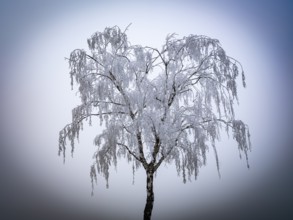 Tree with hoarfrost in the fog, Braunschweig, Lower Saxony, Germany, Europe