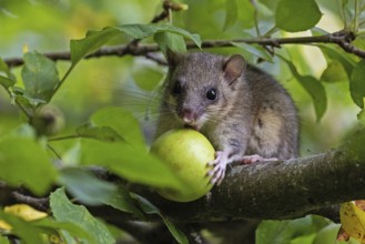 Dormouse (Glis glis), animals, mammals, dormice, nocturnal, rodents, eats an apple,