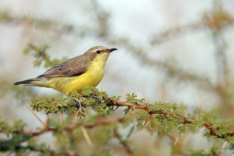 Honeybird, (Anthodiaeta metallica), perching bird, honey sucker, family of passerines, animals,